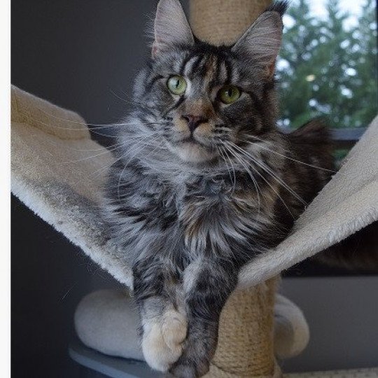 chat Maine coon black tortie silver blotched tabby Hikari Chatterie Des Sept Lotus