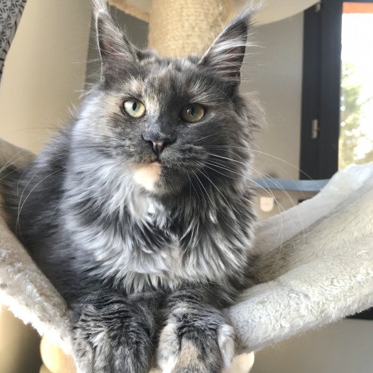 Misterandmisses Ripley Femelle Maine coon