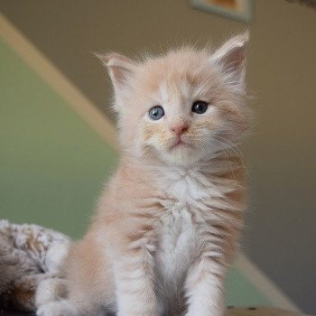 chaton Maine coon red silver blotched tabby & blanc TEXAS Chatterie Des Sept Lotus